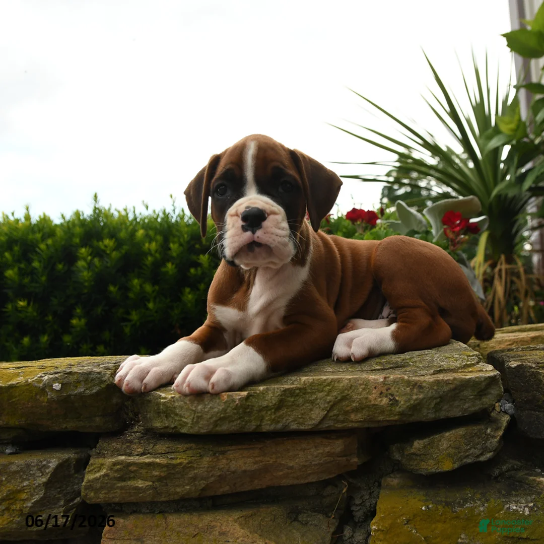 Boxer dogs for sale: Twister - Ad 5