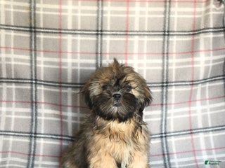 Shih Tzu dogs - Ad 8