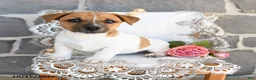 Jack Russell Terrier dogs for sale: Alex - Ad 3