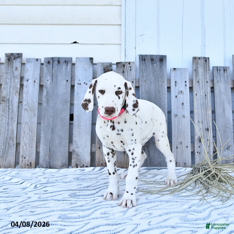 Dalmatian dogs Loki - Ad 1