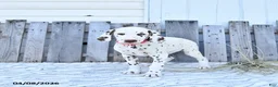 Dalmatian dogs for sale: Loki - Ad 1