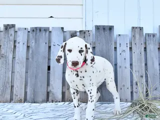 Dalmatian dogs for sale: Loki - Ad 2