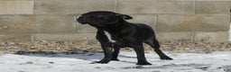 Mixed Breed dogs for sale: Molly - Ad 6