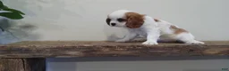 Cavalier King Charles Spaniel dogs for sale: Cavalier King Charles Spaniel Puppy 1 - Ad 2
