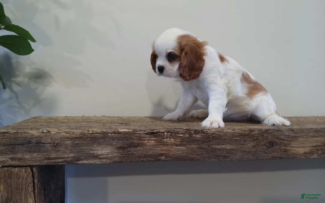 Cavalier King Charles Spaniel dogs for sale: Cavalier King Charles Spaniel Puppy 1 - Ad 2