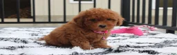 Bichpoo dogs for sale: Trixie - Ad 19