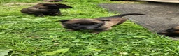 Belgian Malinois dogs for sale: Odin (Orange - Ad 2