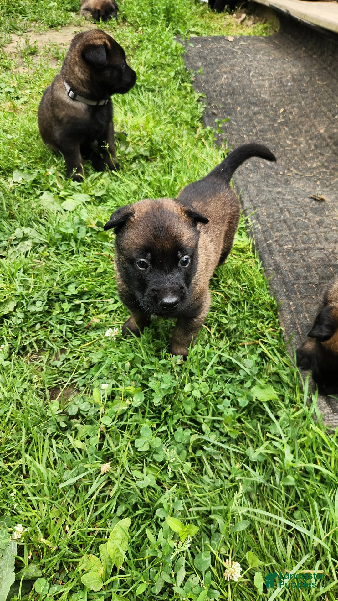 Belgian Malinois dogs for sale: Odin (Orange - Ad 2