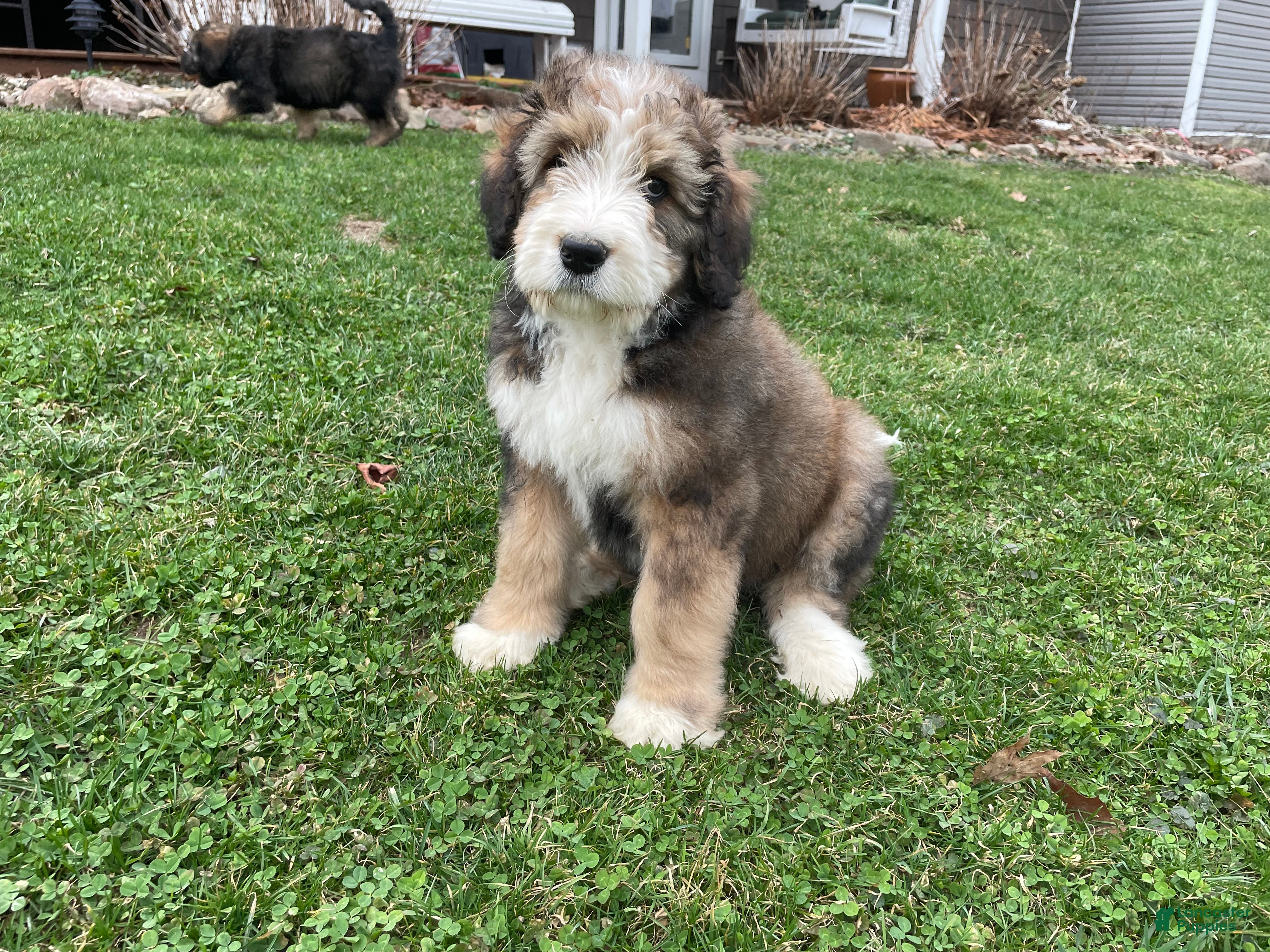 Bernedoodle dogs Louie - Ad 1