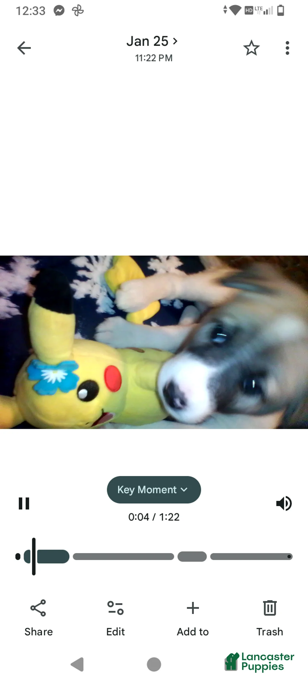 Mixed Breed dogs for sale: BABY JOJO  - Ad 9