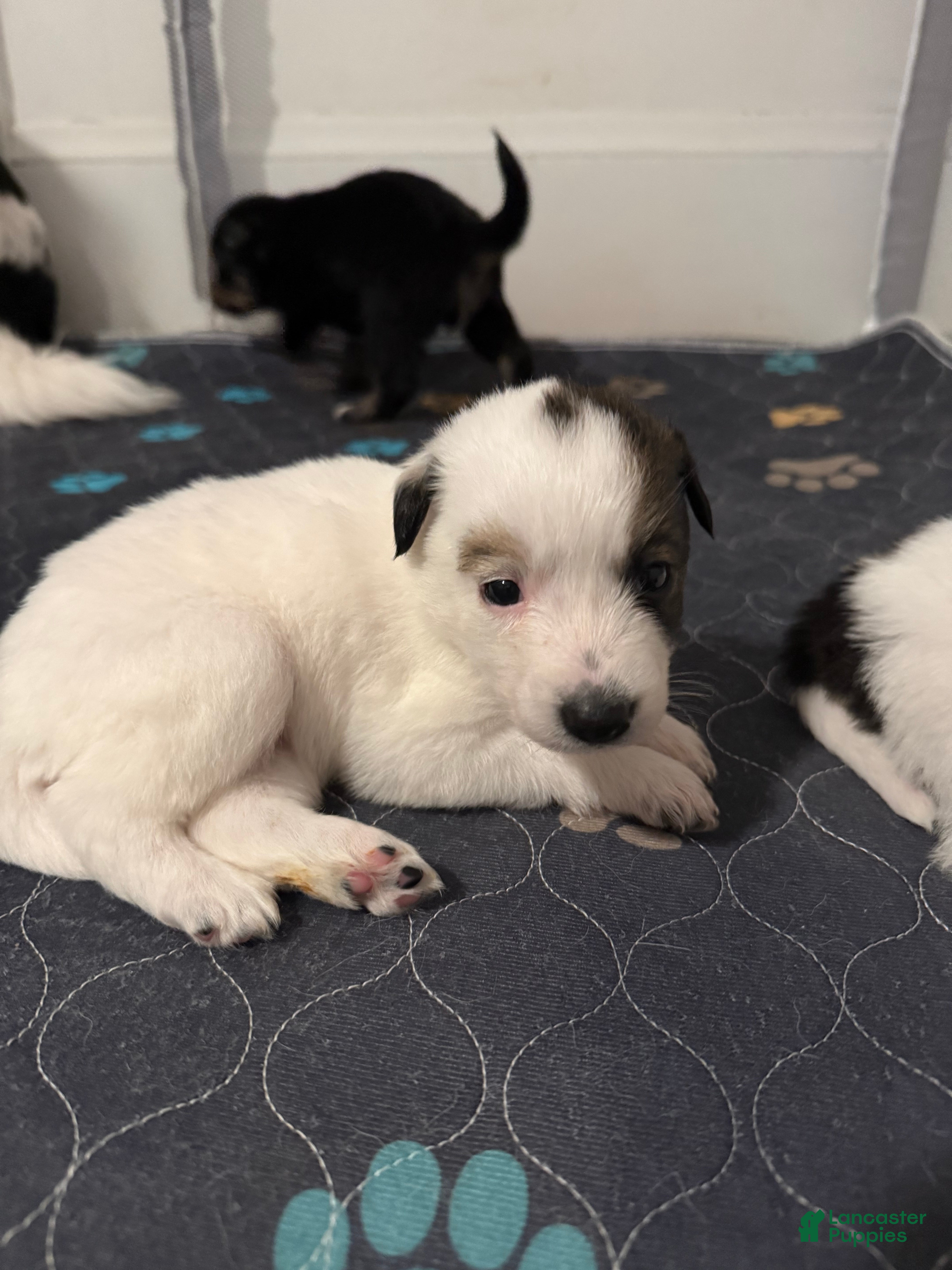 Mixed Breed dogs Mixed Breed Puppy 6 - Ad 5