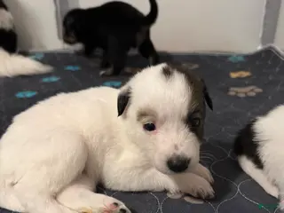 Mixed Breed dogs Mixed Breed Puppy 6 - Ad 5