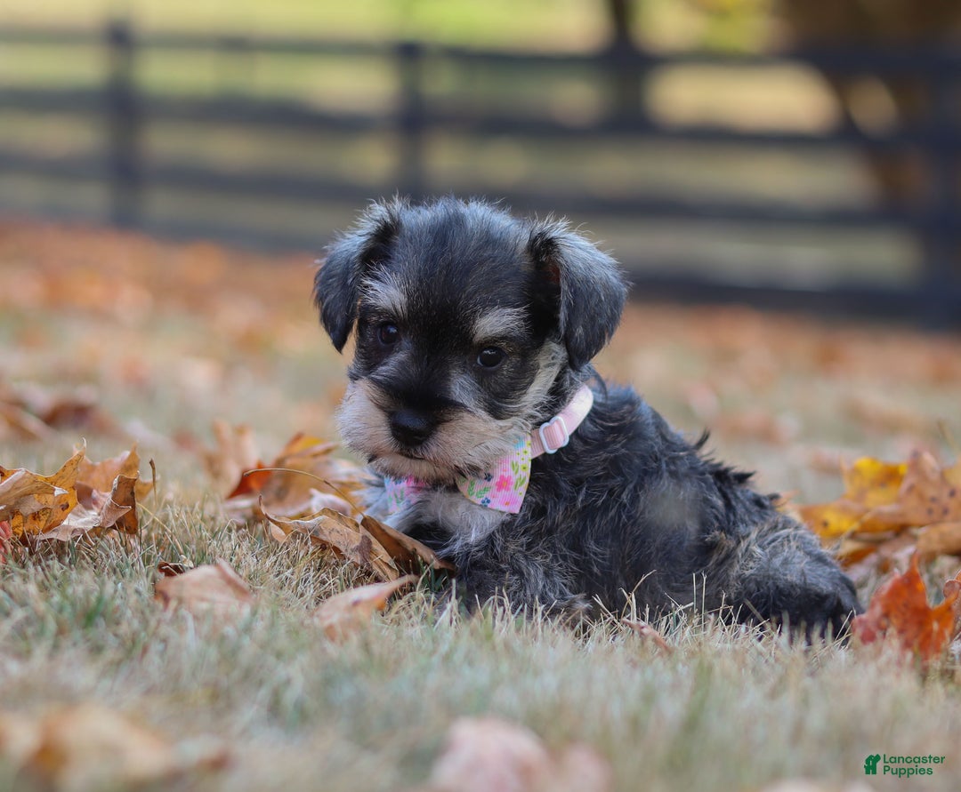 Miniature Schnauzer dogs for sale: Brianna - Ad 13