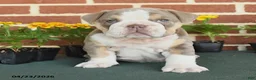 English Bulldog dogs for sale: Emilyn - Ad 3