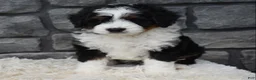Mini Bernedoodle dogs for sale: Carly  - Ad 2