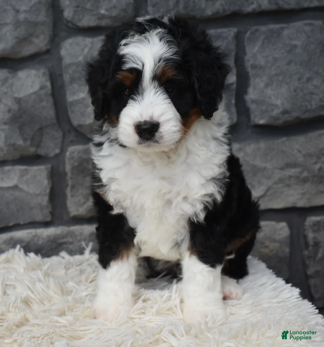 Mini Bernedoodle dogs for sale: Carly  - Ad 2