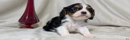 Cavalier King Charles Spaniel dogs for sale: Raya - Ad 4