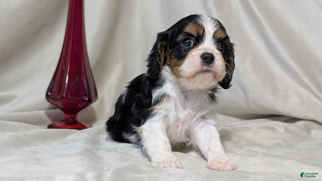 Cavalier King Charles Spaniel dogs for sale: Raya - Ad 4