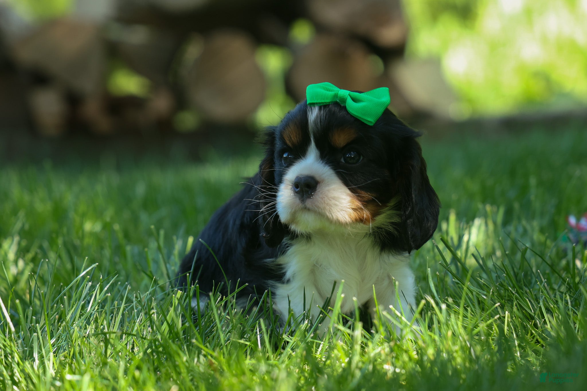 Cavalier King Charles Spaniel dogs Maxwell 🐾🐶 - Ad 1