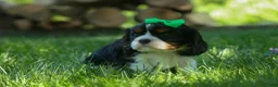 Cavalier King Charles Spaniel dogs for sale: Maxwell 🐾🐶 - Ad 16