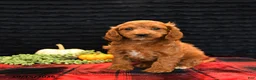 Cavapoo dogs for sale: Oscar - Ad 1