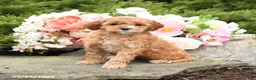 Mini Goldendoodle dogs for sale: Sterling - Ad 2