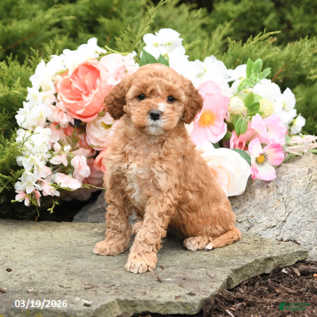 Mini Goldendoodle dogs for sale: Sterling - Ad 2