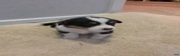 Mixed Breed dogs for sale: Dark Green - Ad 4
