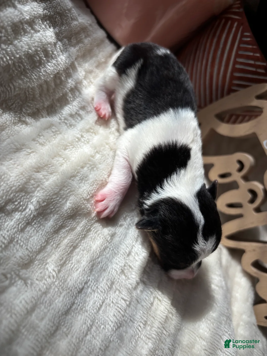 Wire Fox Terrier dogs for sale: Wire Fox Terrier 2 - Ad 2