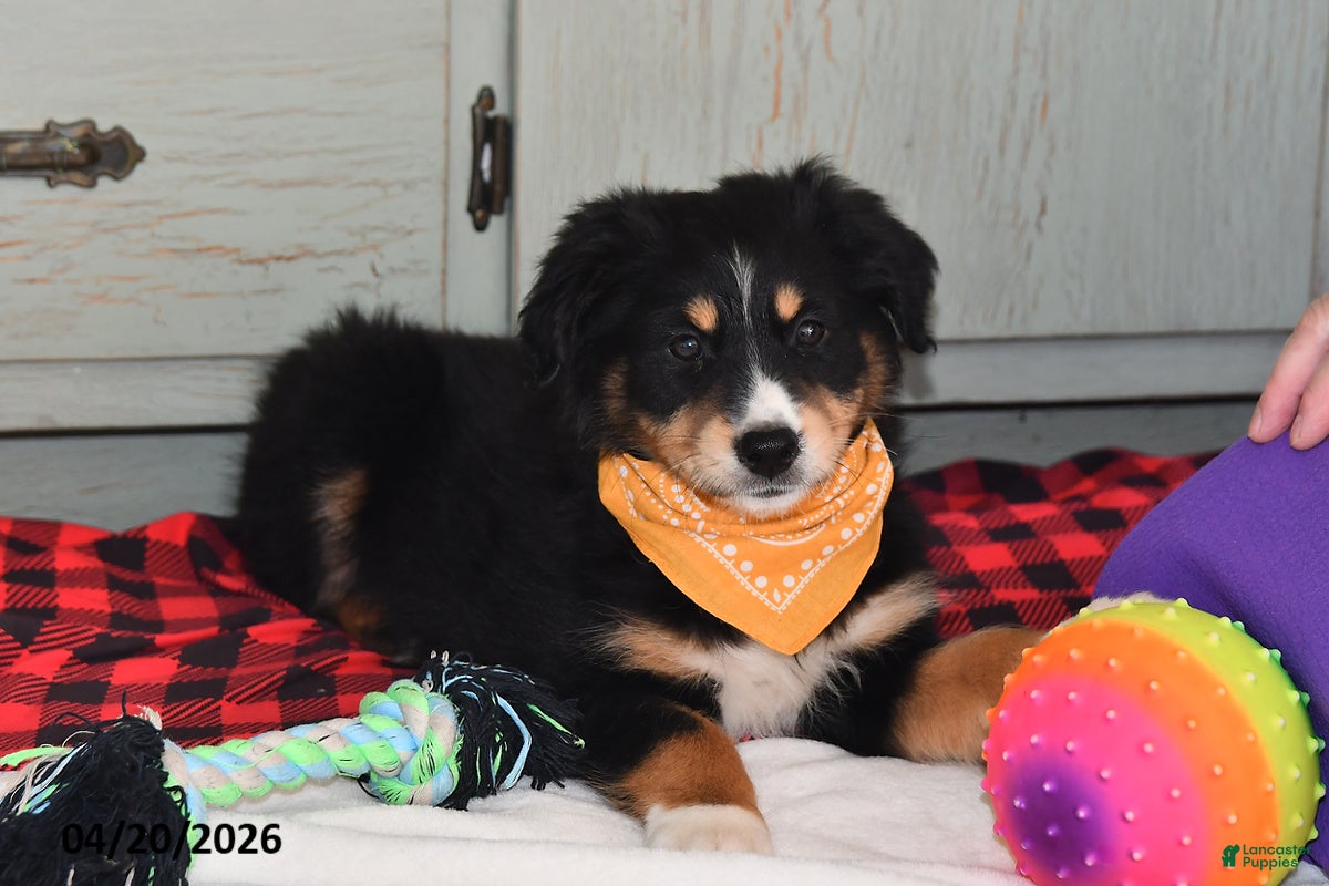 Australian Shepherd dogs Dolly - Ad 2