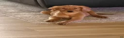 Golden Retriever dogs for sale: Golden Retriever 11 - Ad 3