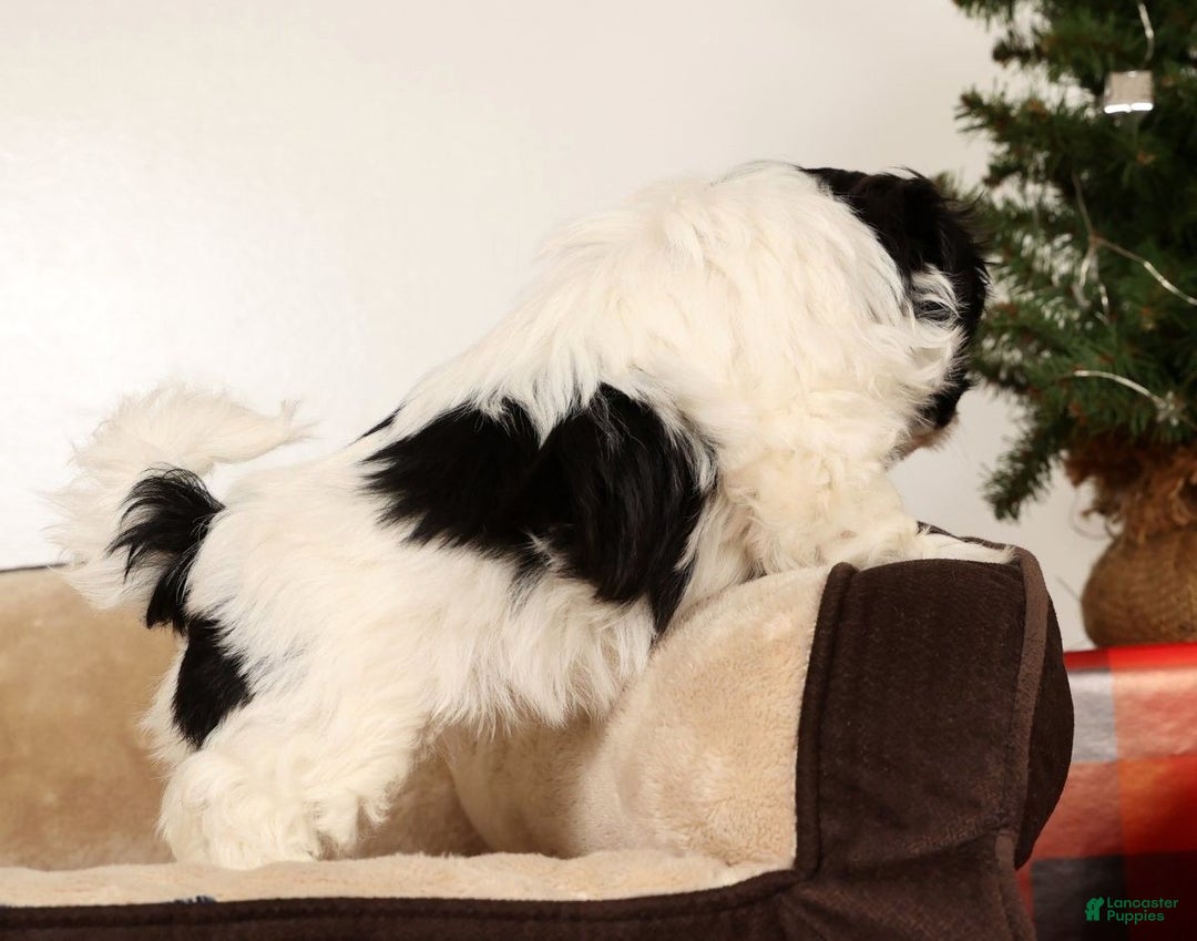 Malshi dogs for sale: Mia - Ad 9