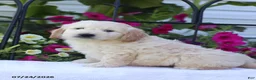 Mini Goldendoodle dogs for sale: Jared - Ad 4