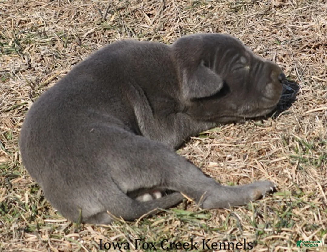 Great Dane dogs for sale: Sarge - Ad 2