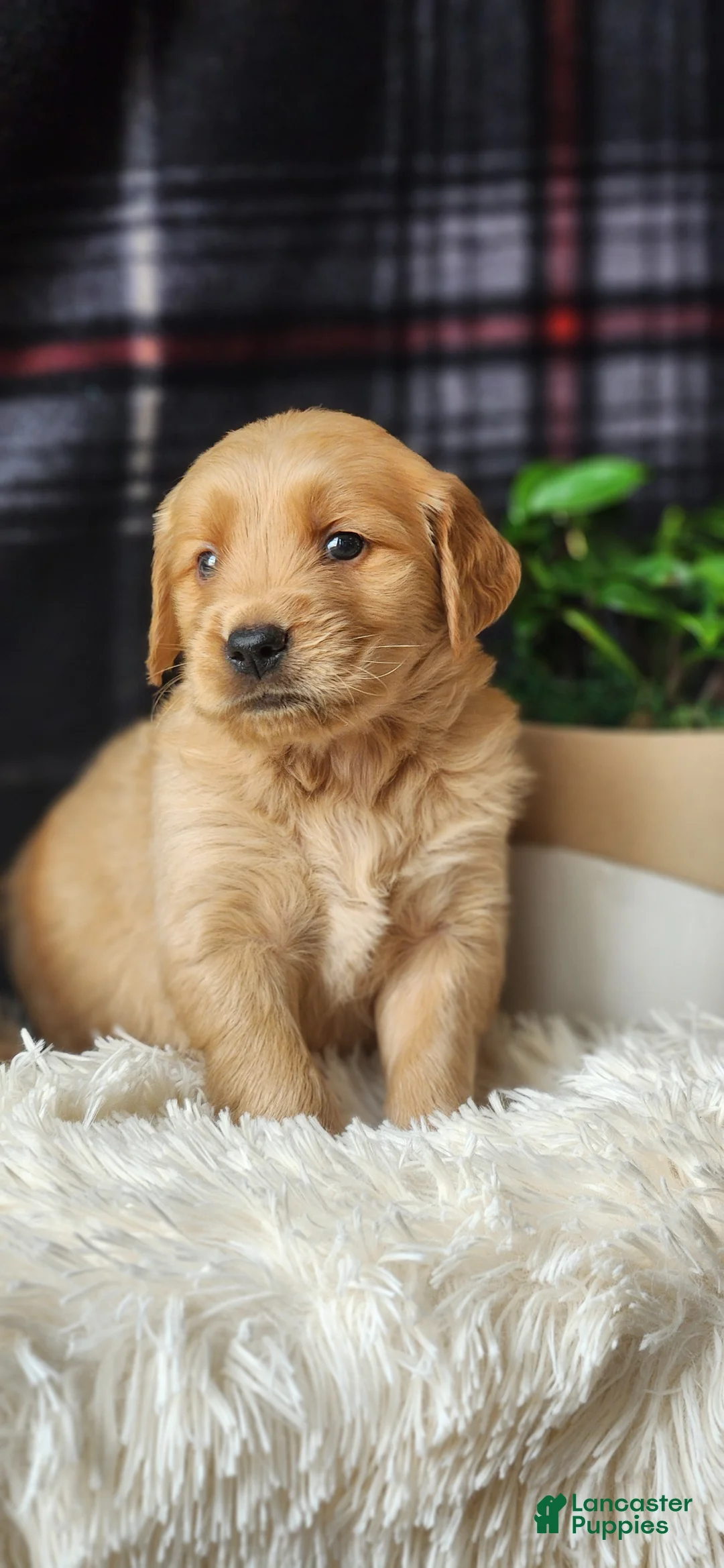 Golden Retriever dogs for sale: Lance - Ad 2