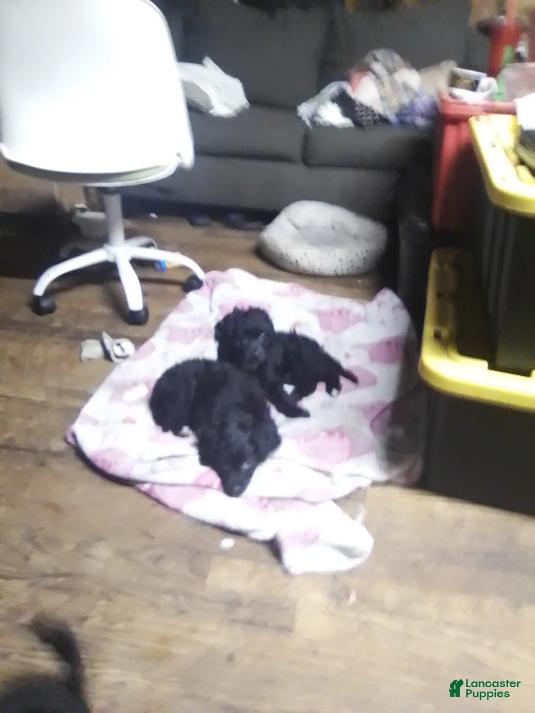 Mini Aussiedoodle dogs for sale: Mini Aussiedoodle Puppy 3 - Ad 7