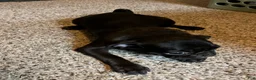 Pug dogs for sale: Romini - Ad 6