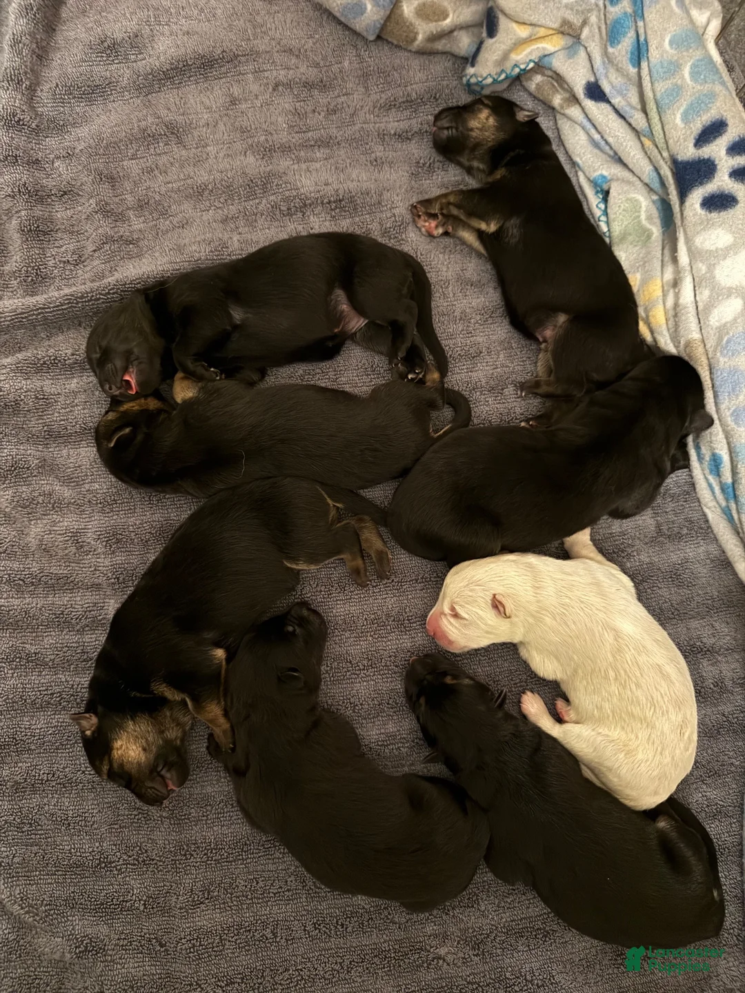 German Shepherd dogs for sale: Red Collar - Ad 3