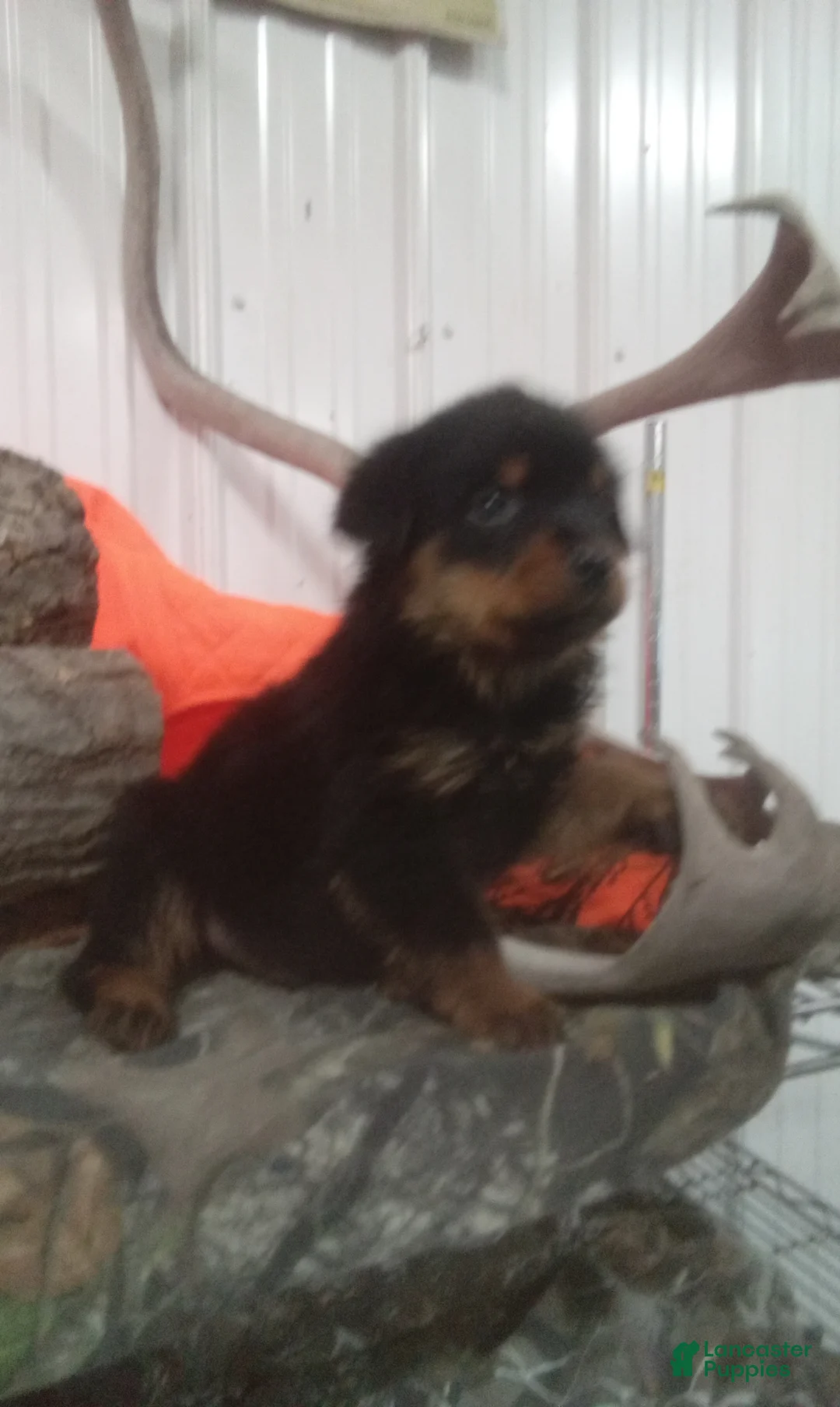 Rottweiler dogs for sale: Max - Ad 1