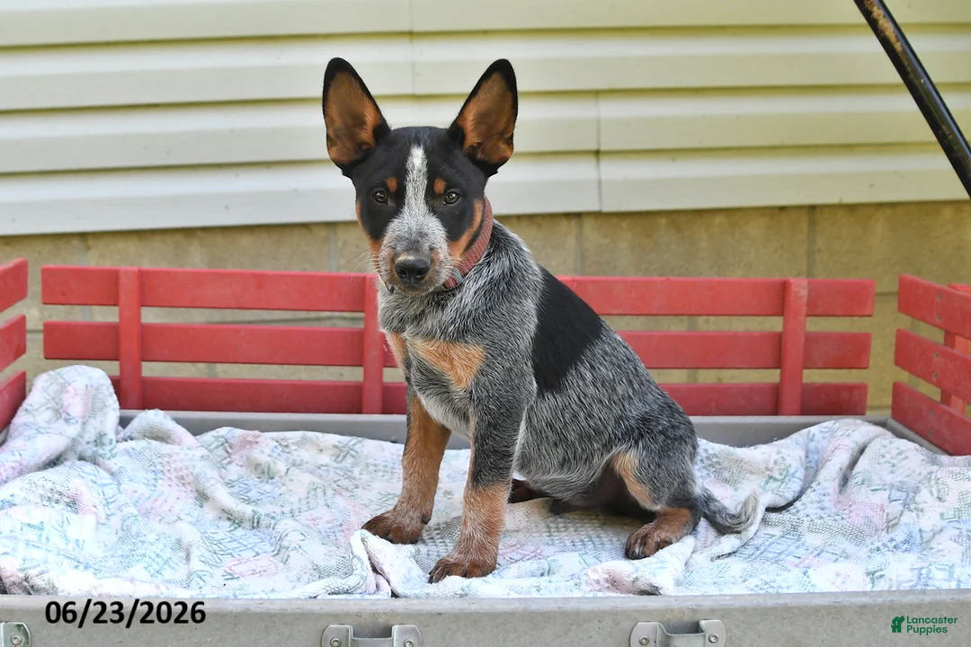 Australian Cattle Dog dogs for sale: Pepper - Ad 1
