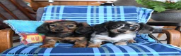 Miniature Dachshund dogs for sale: Lilly - Ad 5