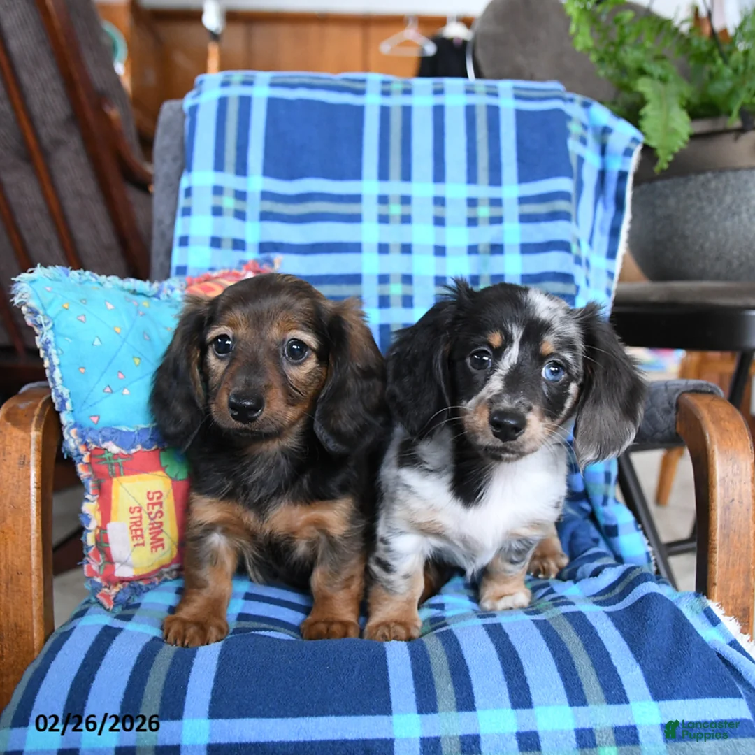 Miniature Dachshund dogs for sale: Lilly - Ad 5