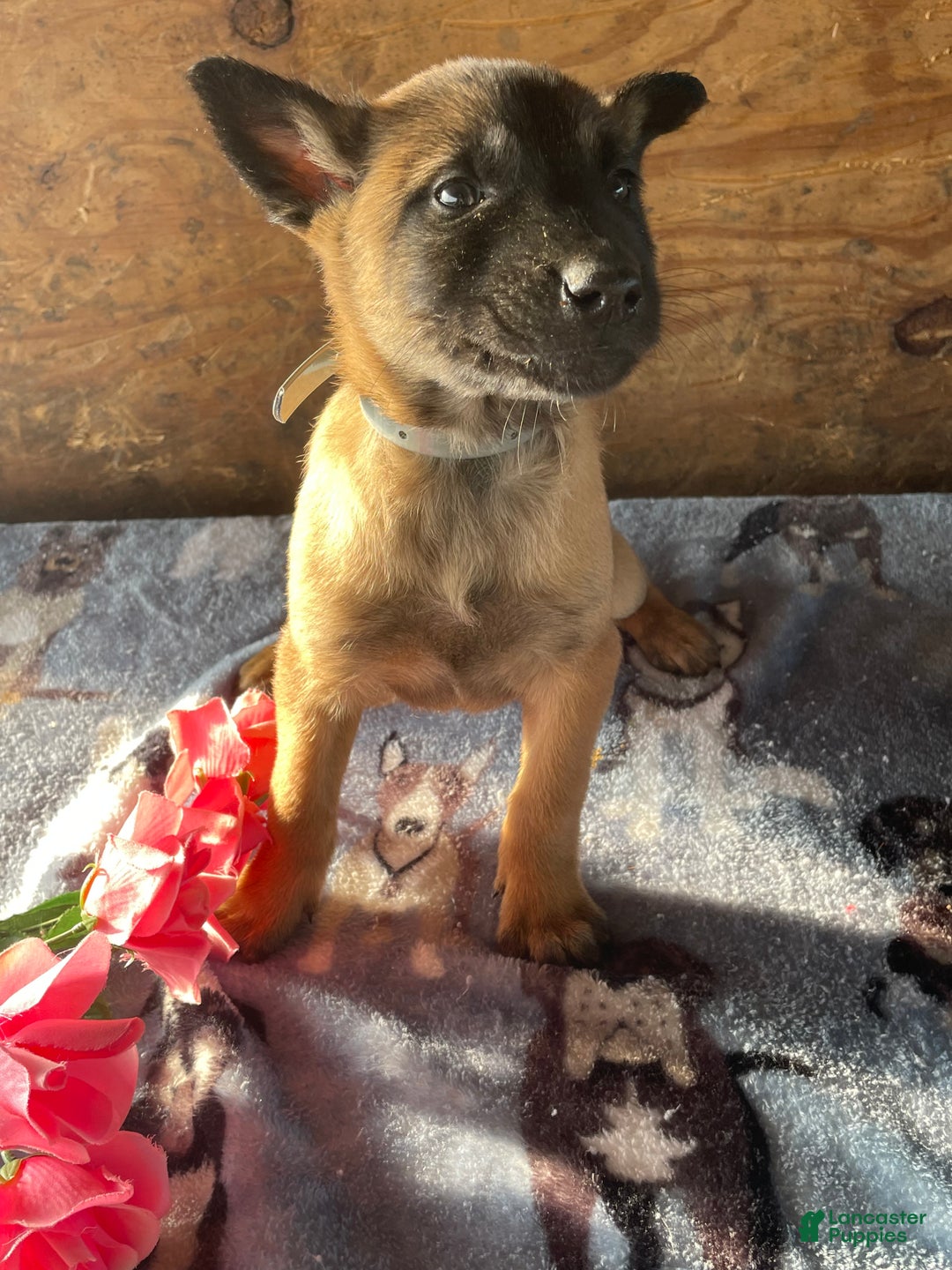 Belgian Malinois dogs for sale: Nova - Ad 2