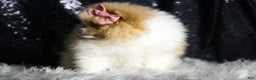 Pomeranian dogs for sale: Ginger - Ad 3