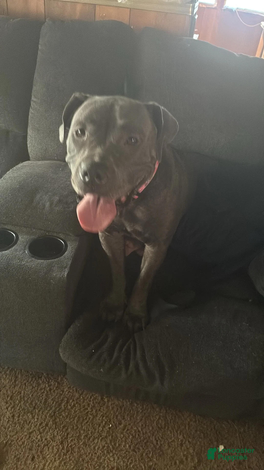 Mixed Breed dogs for sale: Mixed Breed 1 - Ad 2