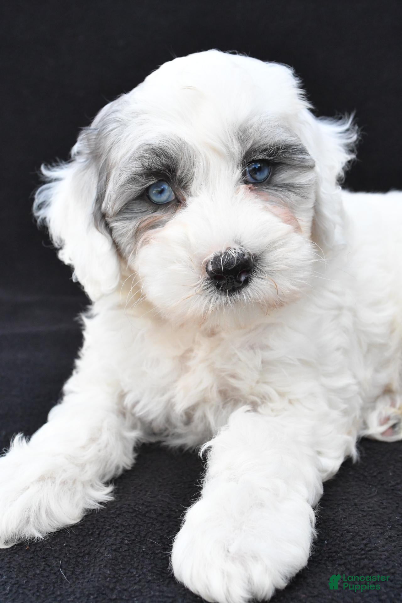 Mini Sheepadoodle dogs Cassidy - Ad 2
