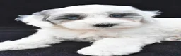 Mini Sheepadoodle dogs for sale: Cassidy - Ad 2