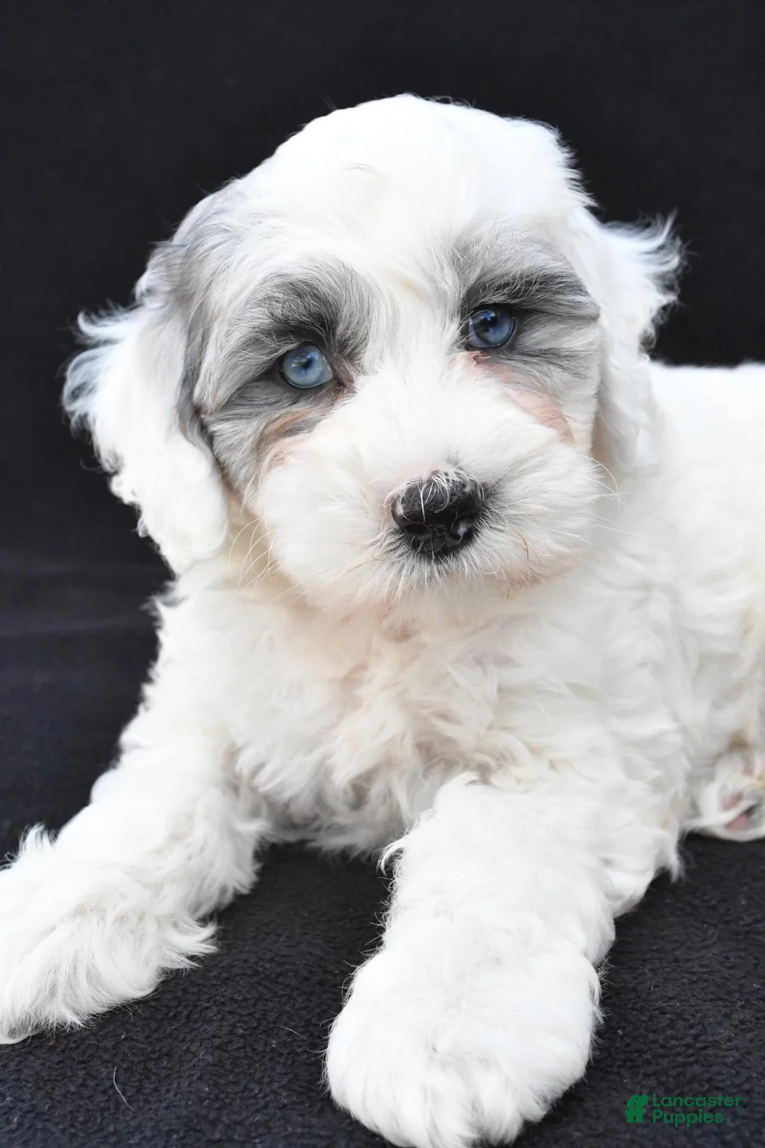 Mini Sheepadoodle dogs for sale: Cassidy - Ad 2