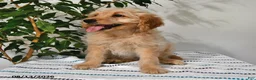 Goldendoodle dogs for sale: Snickers - Ad 5