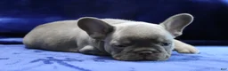 French Bulldog dogs for sale: Blue_M_2026 - Ad 8
